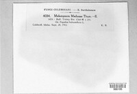 Melampsora medusae image